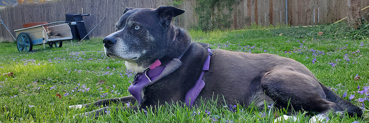 image of dashie laying down in a lawn in Olney, Maryland