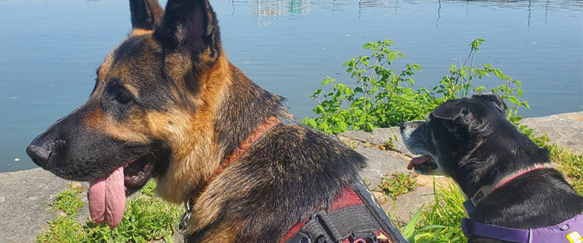 image of dashie and dexter along the anacostia river in dc