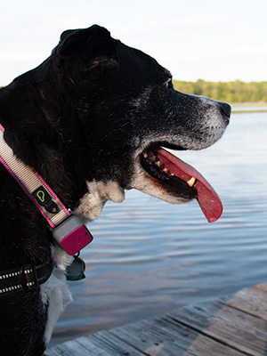 Image of Dashie looking right. She is on a dock with a body of water located in the Chesapeake Bay behind her.