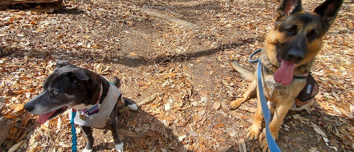 image of dexter and dashie hiking in fort dupont national park