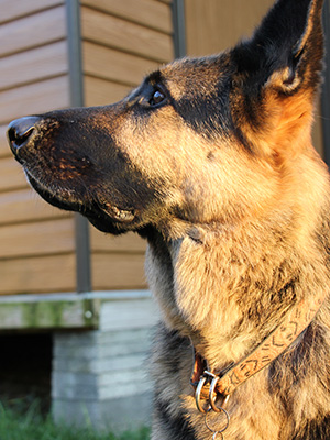 Image of Dexter at sunset looking upwards in his yard with a shed in the background